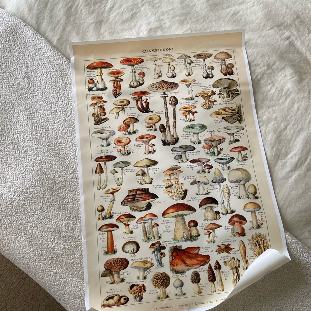 Vintage canvas mushroom poster